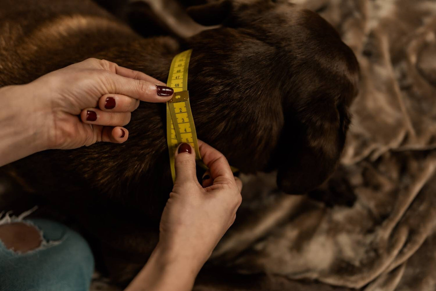 Rope dog leash collar set in silver gray with white | SET TENDER LOVE