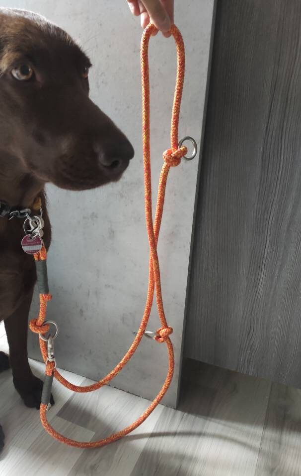 Rope dog leash collar set in orange-yellow with gray | SET HOT SUMMER