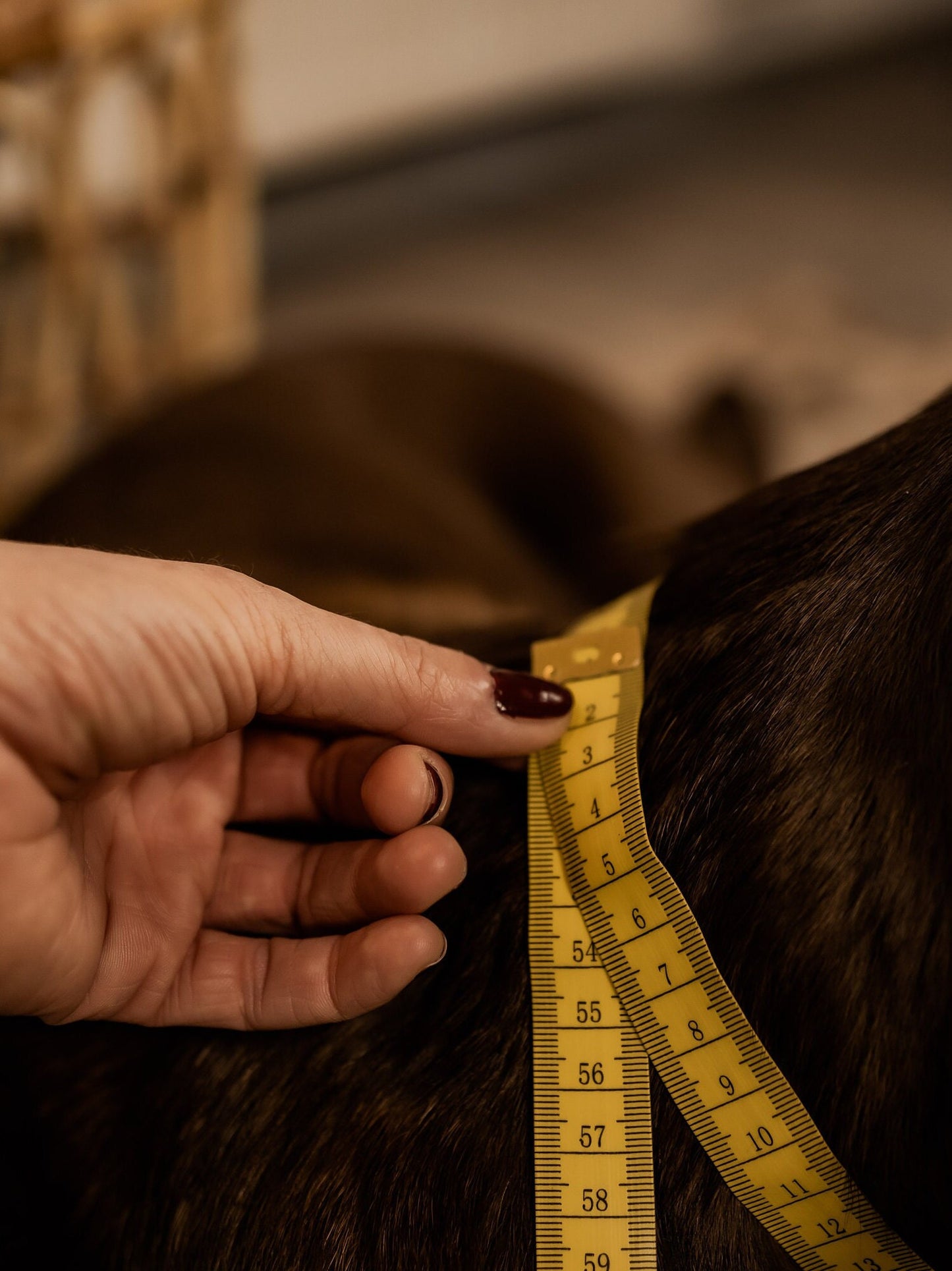 Rope dog leash collar set in brown with beige and gold | GOLDEN AUTUMN SET